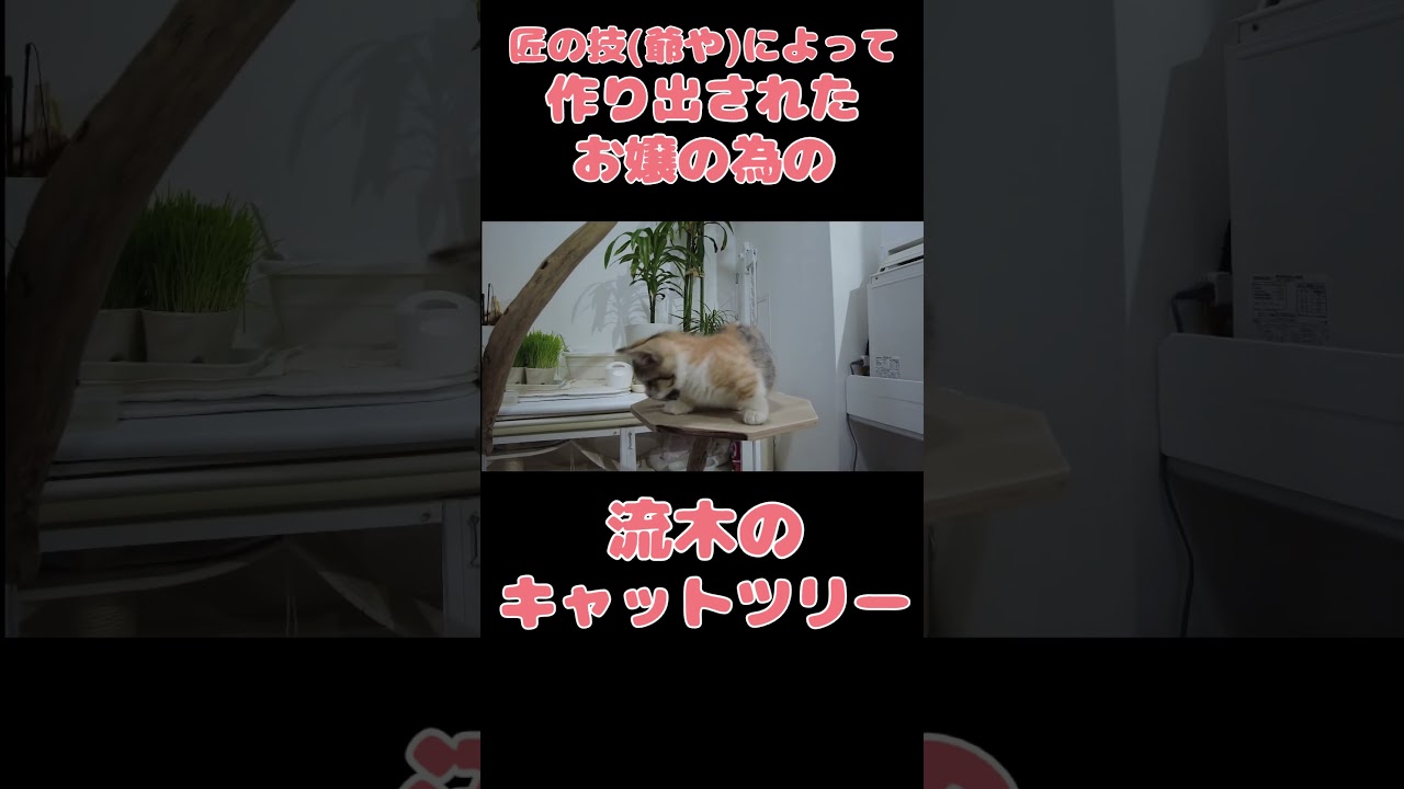 流木で作ったキャットツリーで雄たけぶ子猫 #かわいい #猫 #cat #子猫#鳴き声 #shorts