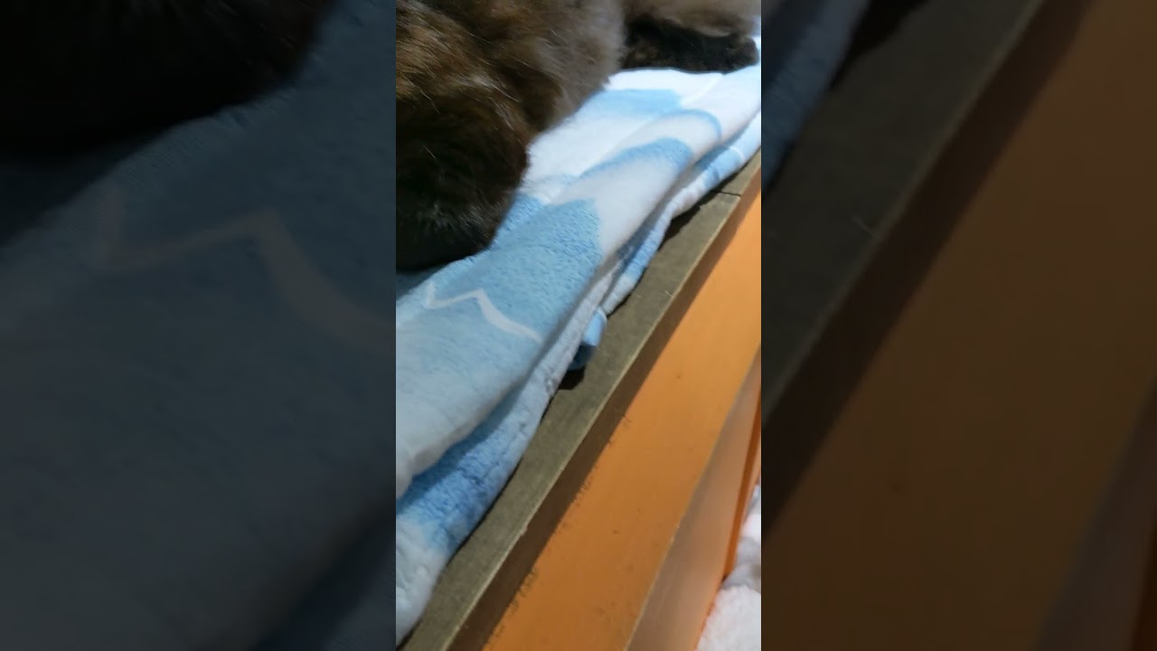 Linn kinkalow , Muta maincoon x munchkin , Shell minuet