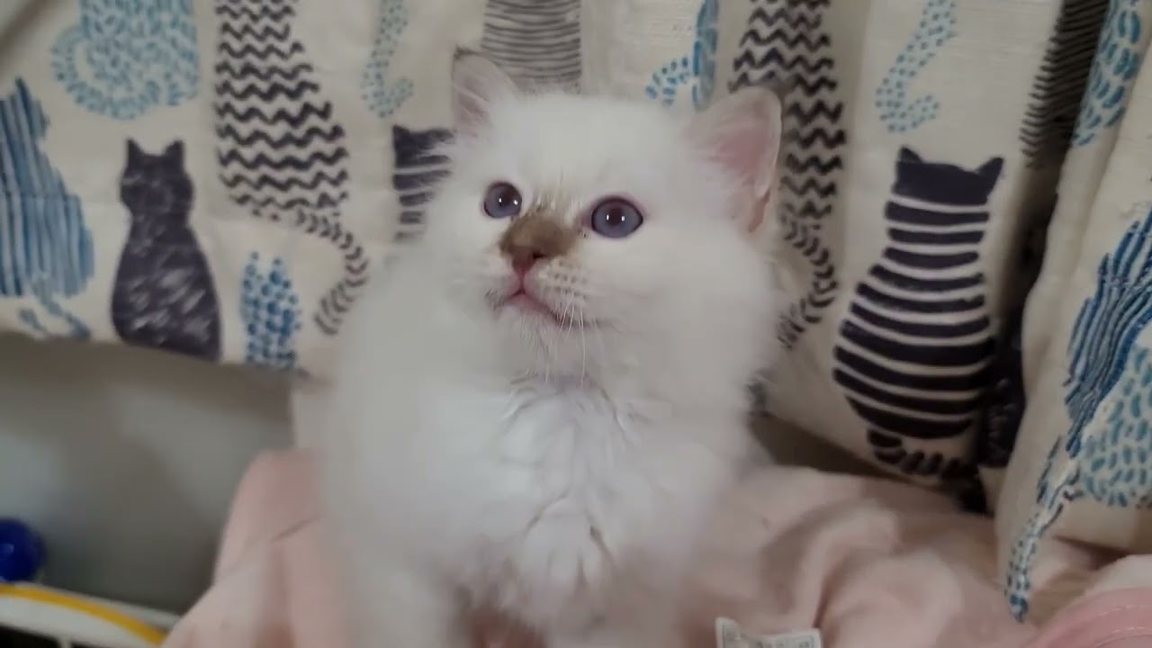バーマンチビチビ今日もパワフルにゃん