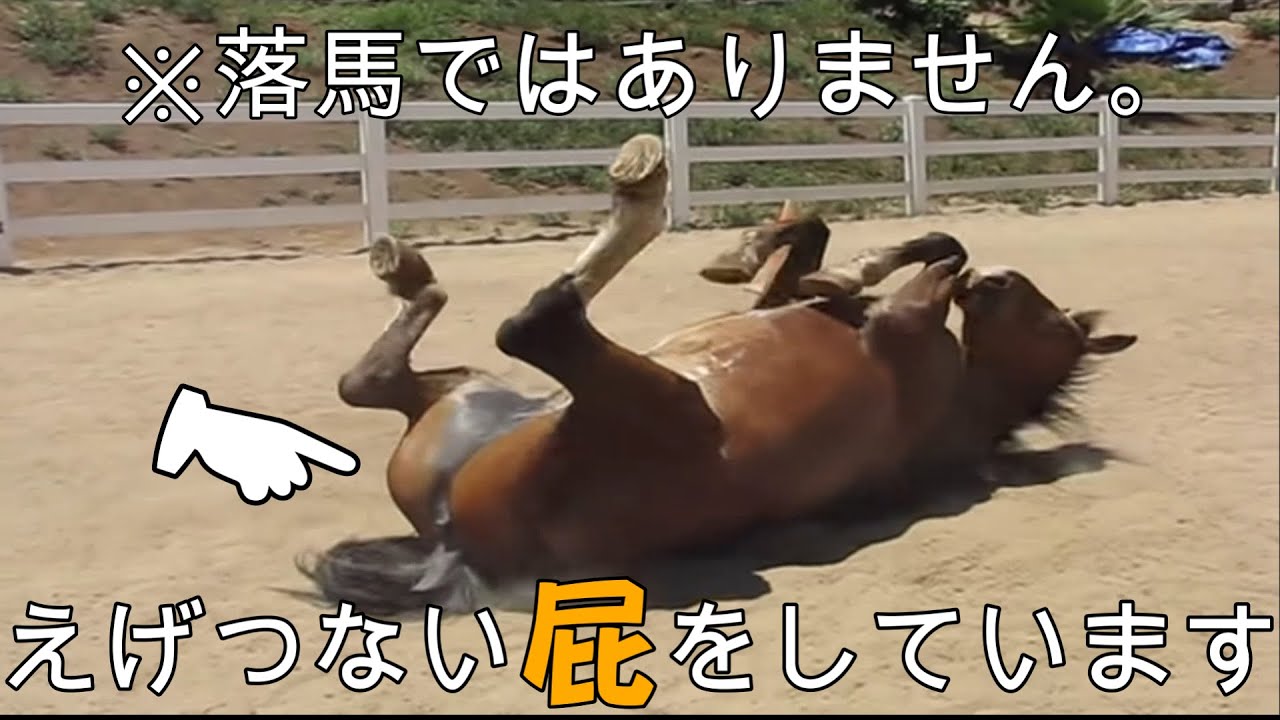 【音量注意】動物達のえげつないオナラ5選【屁との遭遇】