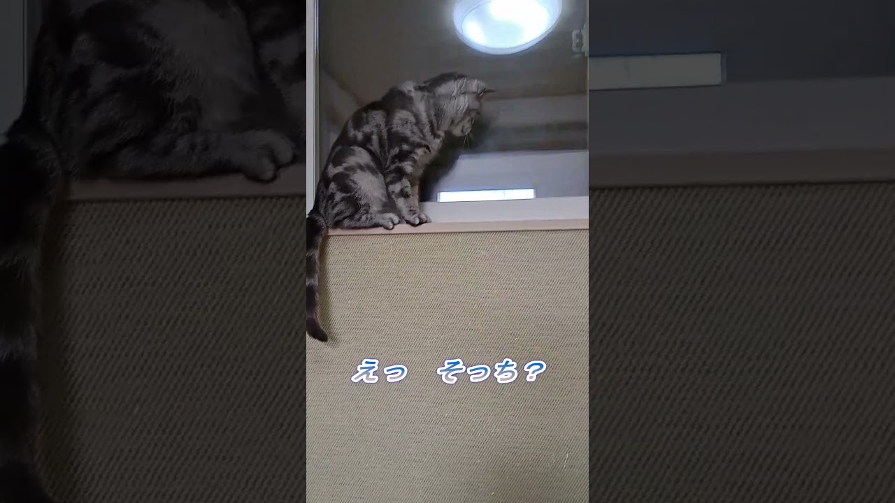 窓に映ったおもちゃに反応する猫_ #Shorts #ねこ #cat #kitty