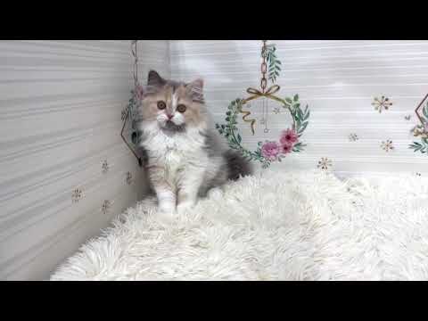 ペットショップcoo&riku No.626886　ラガマフィン