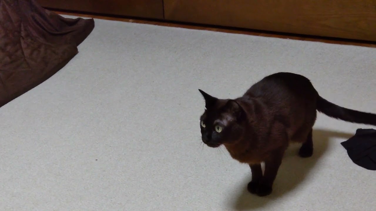 世界ネコ歩きを見る猫(burmese)