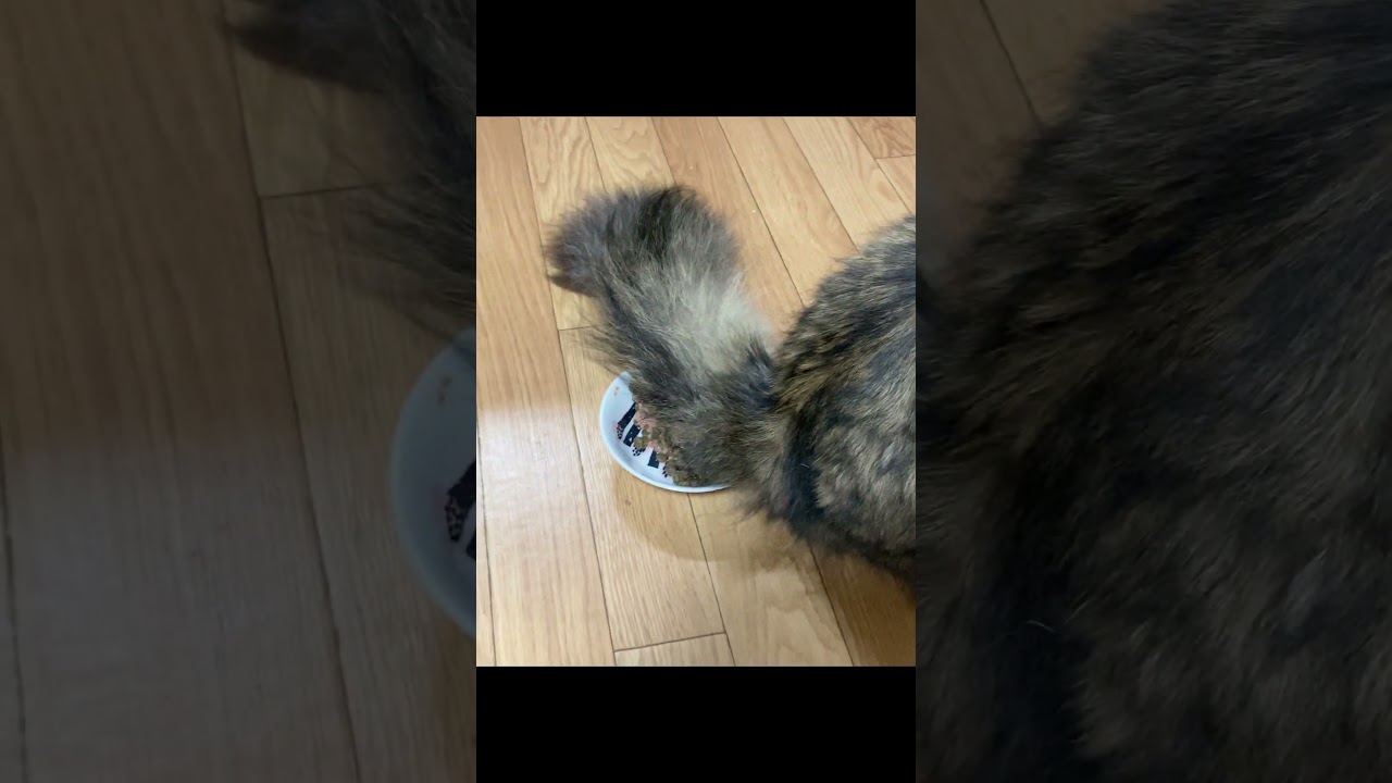 ご飯を見失った猫。どうしてそうなった？【サイベリアン】 #shorts