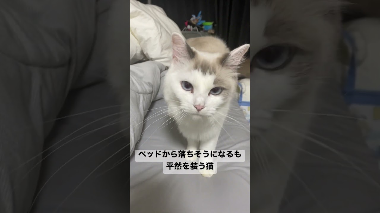 落ちそうになるも平然を装う猫 #shorts #猫 #ラグドール