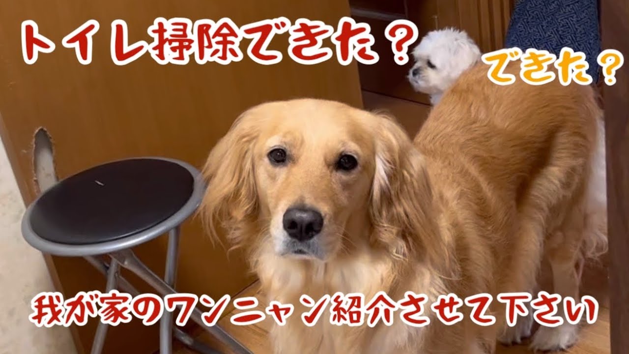 トイレ掃除しながら自己紹介の巻#ヒマラヤン #ゴールデン #ゴールデンレトリバー #ペキプー #いぬとねこのいる暮らし