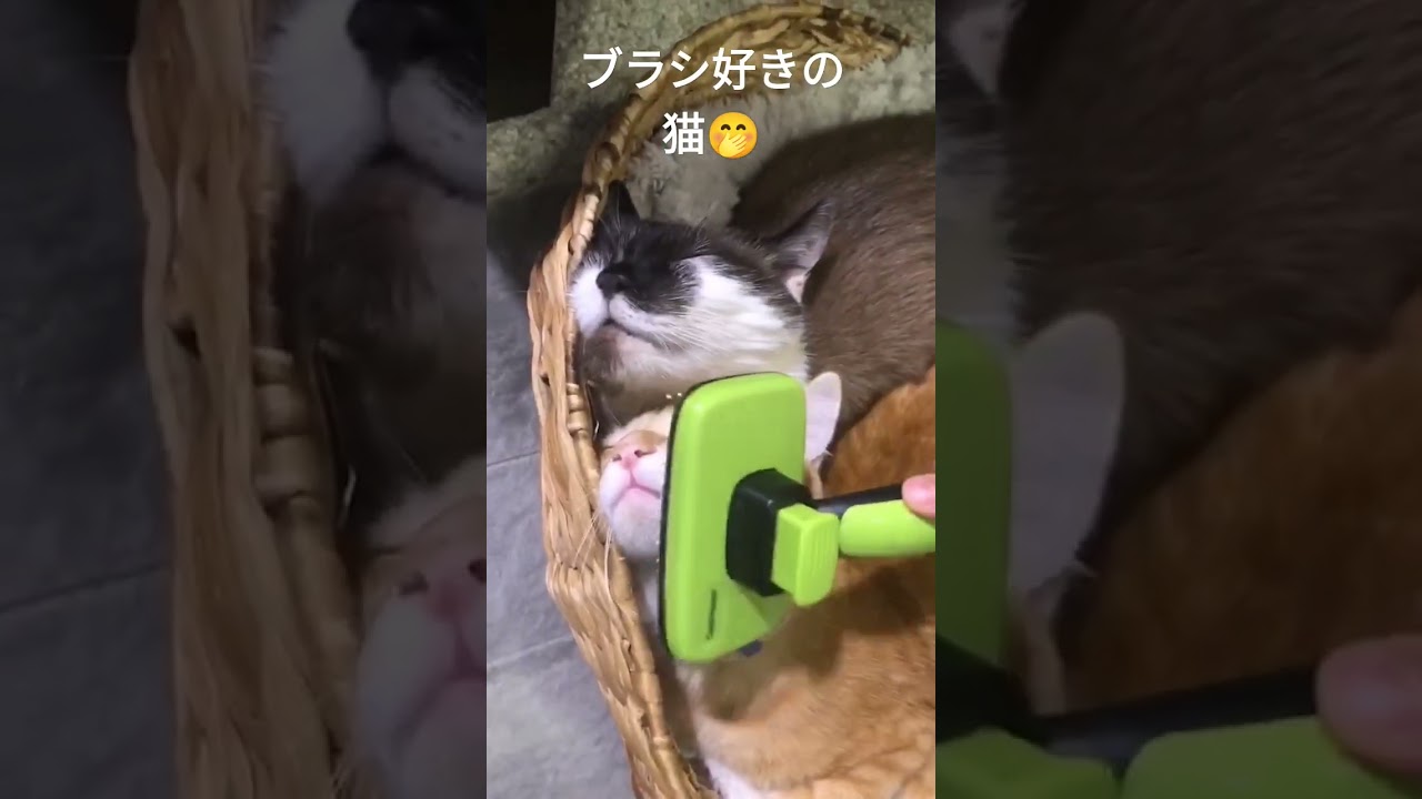 ギュウギュウでブラッシングww #保護猫 #シャムミックス #shorts
