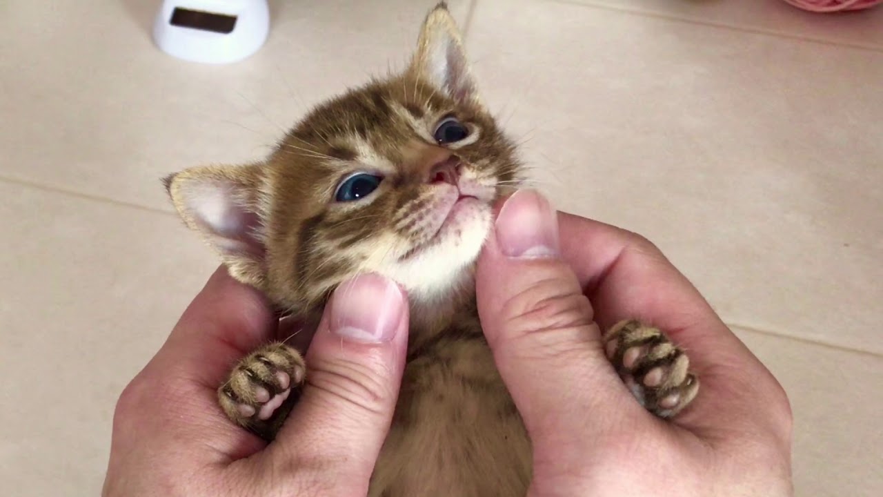 【ナナハチ’s ROOM】オシキャット☆チョコレートスポッテッドの女の子❷