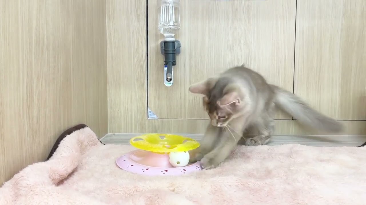 2023.05.21撮影　ボールコロコロに夢中のソマリちゃん♡