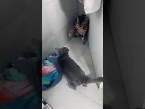When I mess up with my brother 😺😹 cats catfighting swiss korat swisscat catoftiktok2022 catplayi...