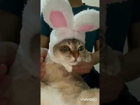 うさ耳コスしたシンガプーラ猫は鬼可愛い　#shorts