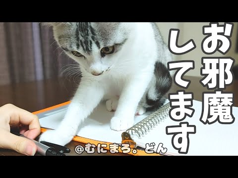 作業をしていると子猫が止めに入ってきて困ってます。