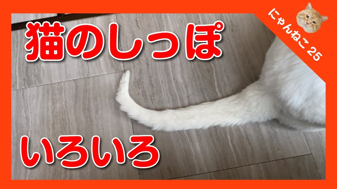 猫のしっぽはとってもかわいいです。貴重なしっぽの短い猫や鍵しっぽ猫いろいろ集めました。The tail of the cat is very cute.