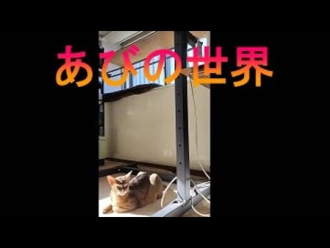 ネコ動画あび＃1545　あびの毎日　アビシニアン　あび