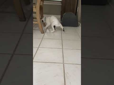 Disabled Tail-Less Kitty Has Overcome Tremendous Obstacles - Now Faces His Greatest Challenge Yet