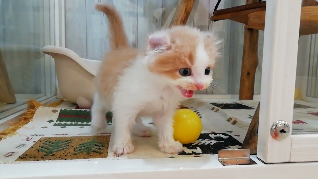 アメリカンカール　男の子　2023/3/28生まれ