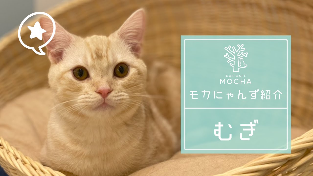 むぎ（マンチカン♂）イオンレイクタウン店