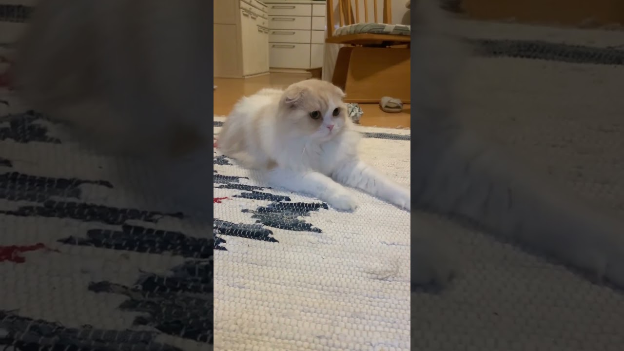 おしりぷりぷりがかわいいスコティッシュフォールド レーザーポインターは注意⚠️しながら使いましょう もふもふ 猫癒し動画 猫かわいい動画 猫動画 猫カフェ気分 @minamin.ch.2022