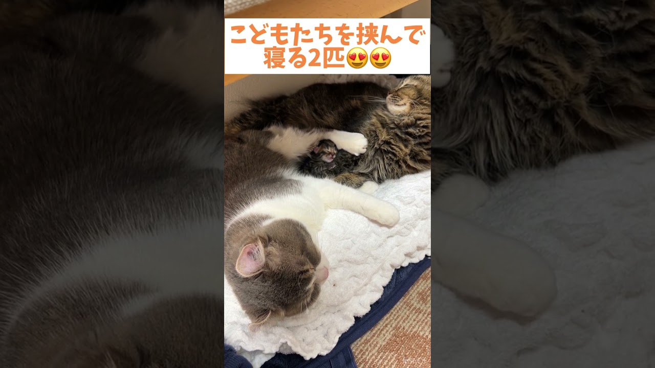 ネコ界の常識を覆す育児をするパパ猫がこちらです…#Shorts