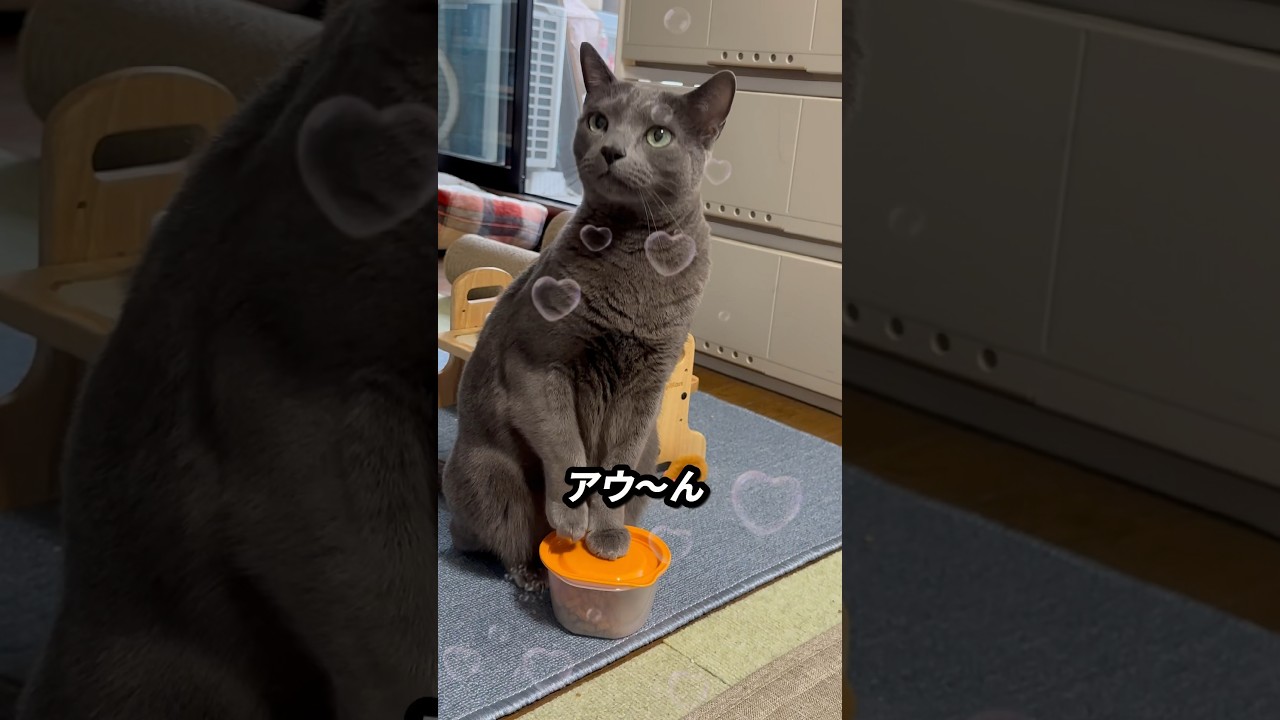 【ロシアンブルー】今朝のめろん、ご飯のおねだり声山盛りいっぱい...優しめの声です☺️【猫】#shorts