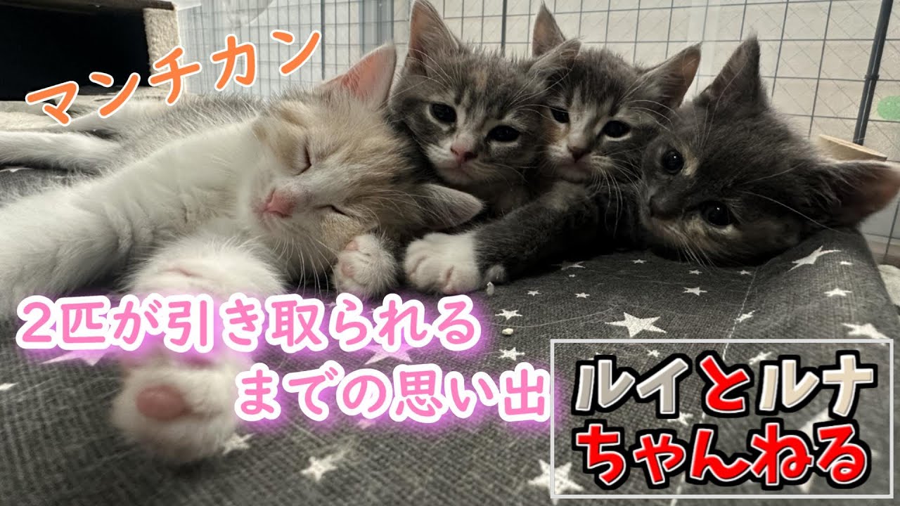 子猫が生まれてから2ヶ月間の思い出【マンチカン】