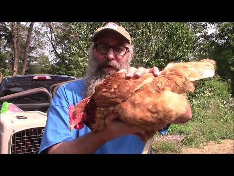 I Bought 3 Hy-Line Brown Hens. For The Children