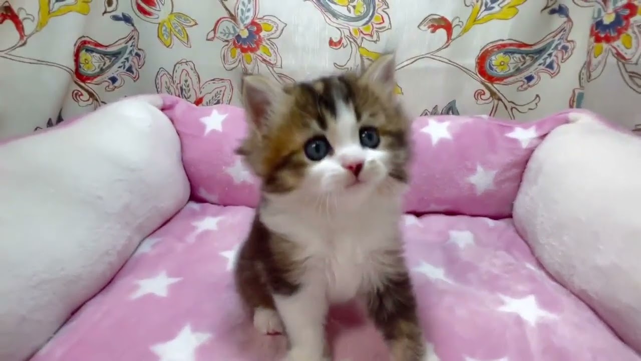 スコティッシュフォールド ✨人懐っこくお髭の柄が可愛い男の子 ブラウンティックドタビー&ホワイト（ロングヘアー）