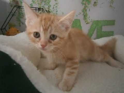 633550 アメリカンショートヘアー