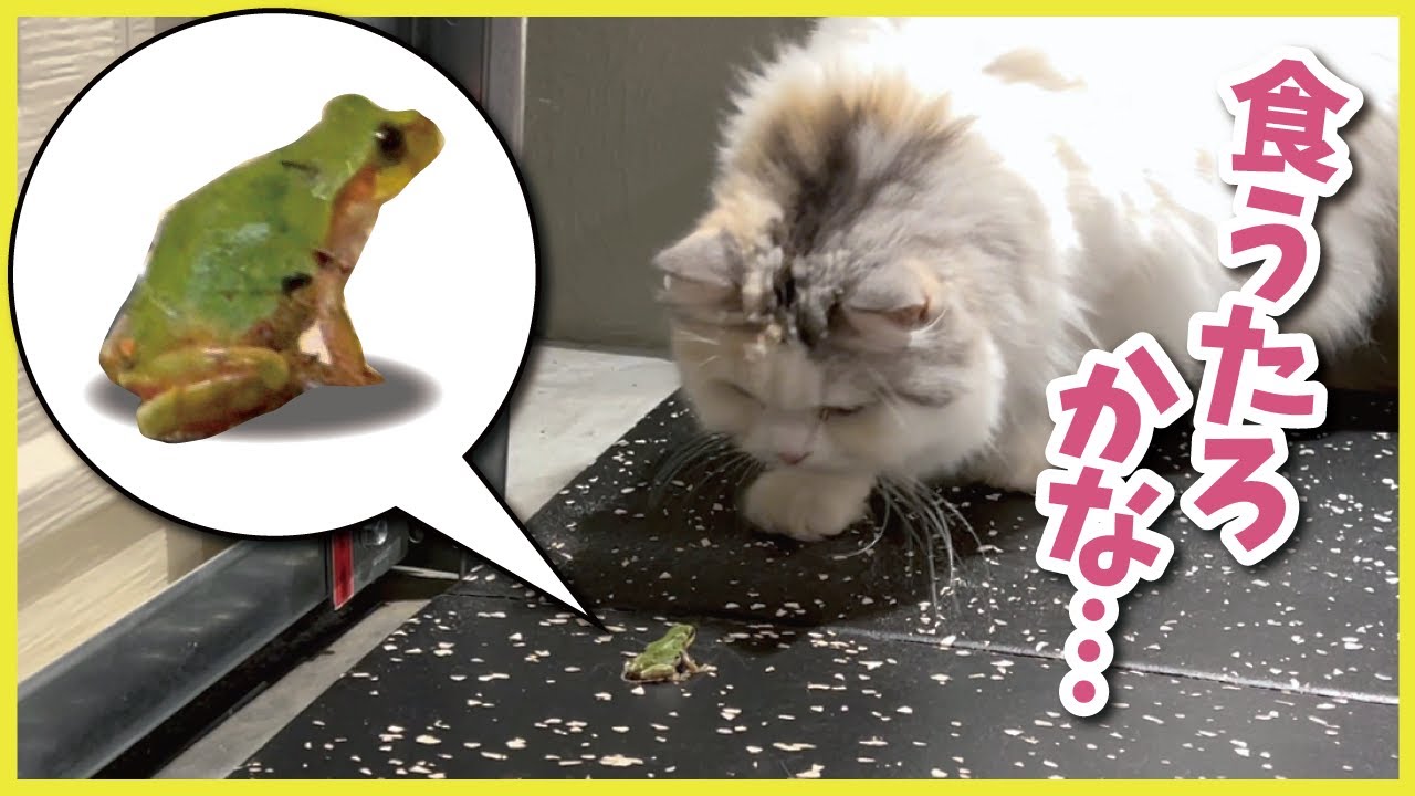 【事件】家に侵入してきたカエルを食べようとする猫【関西弁でしゃべる猫】