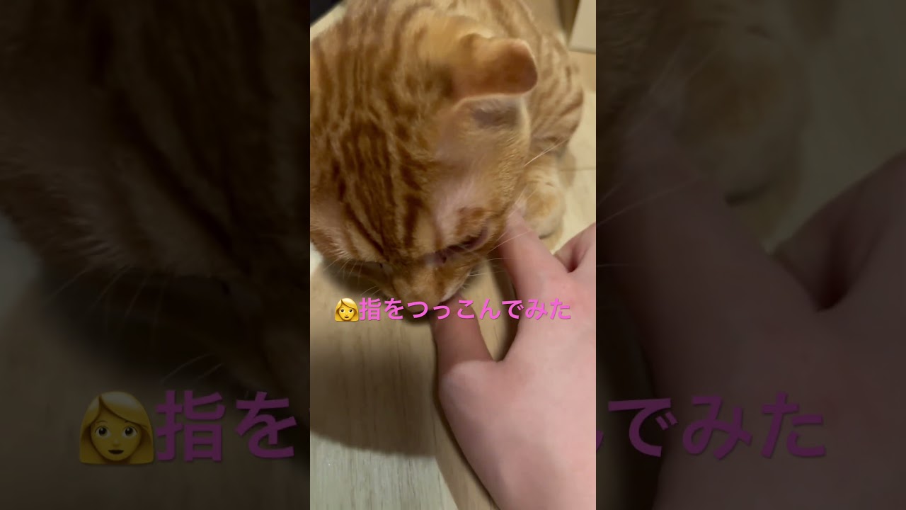 指をつっこんでみると… #キンカロー #子猫 #cat #猫 #猫のいる暮らし #catlover #고양이 #catlovers #catvideo #catvideos