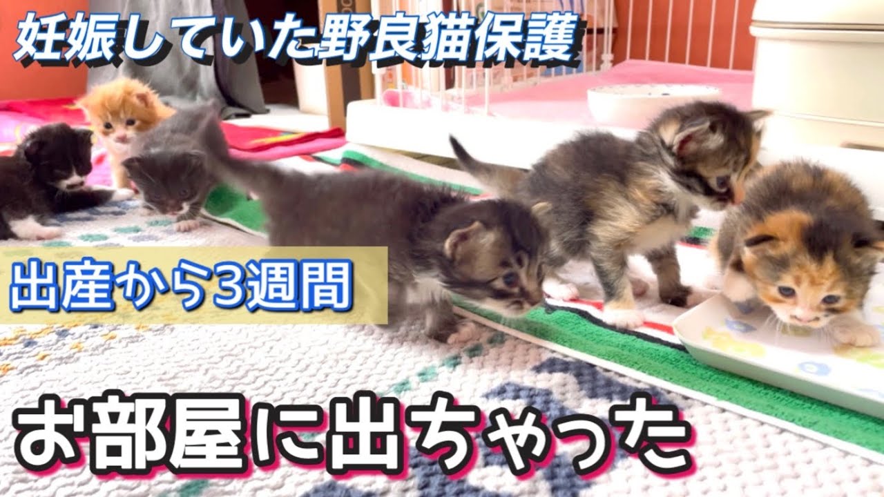 出産から3週間　ガリガリママ猫回復の兆しと人懐っこい子猫たち