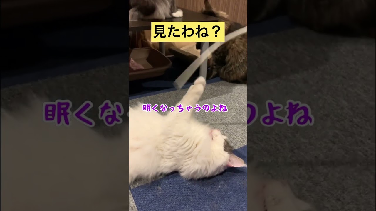 見たわね？【メインクーン】 #メインクーン #猫動画おもしろい #超short