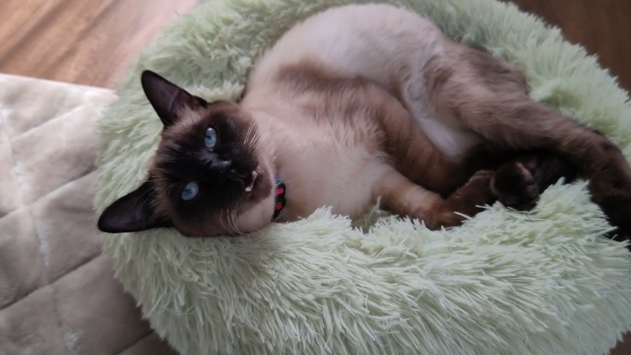 ソラさんと会話