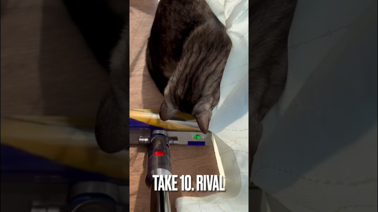 毎朝しつこいにゃ#宿敵#ライバル😼猫のテリトリー争い 🤣 #エジプシャンマウ #dyson #shorts