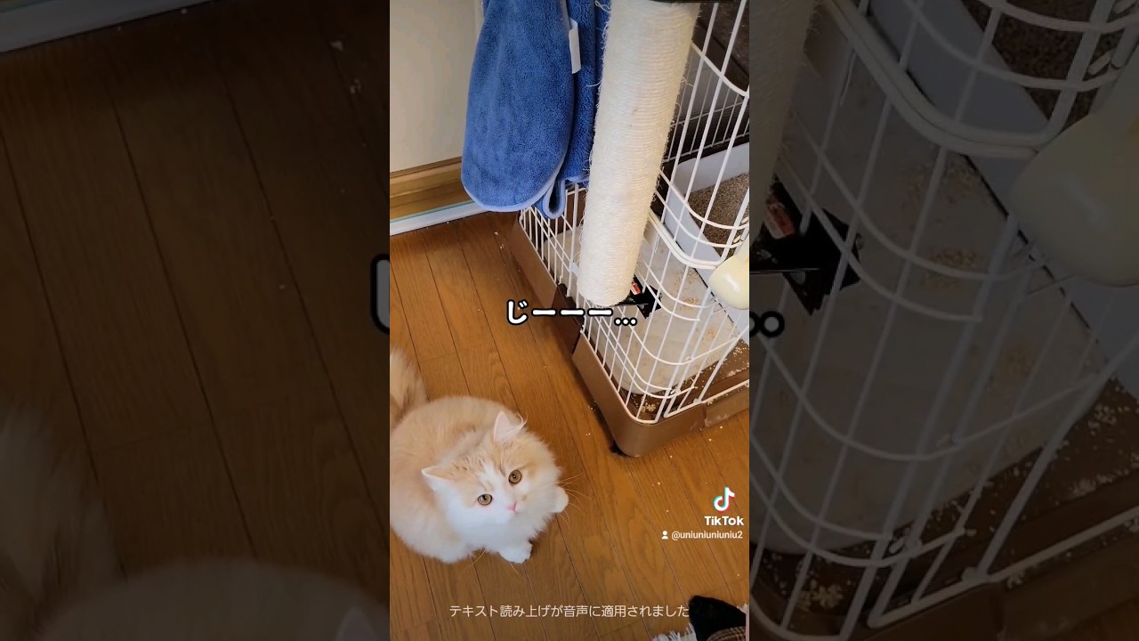 子猫の爪とぎを勝手に使ってみた #ラガマフィン #猫動画 #cat #子猫 #shorts