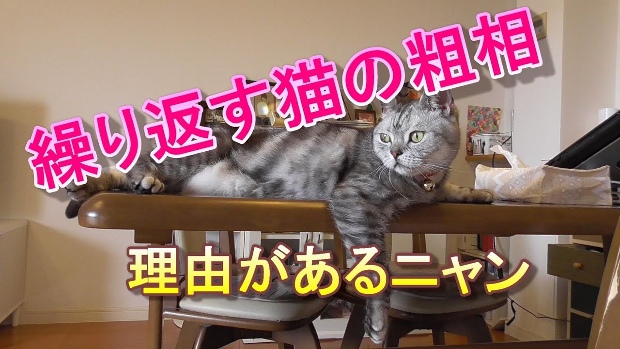 猫の粗相。物を増やさず解決したい。