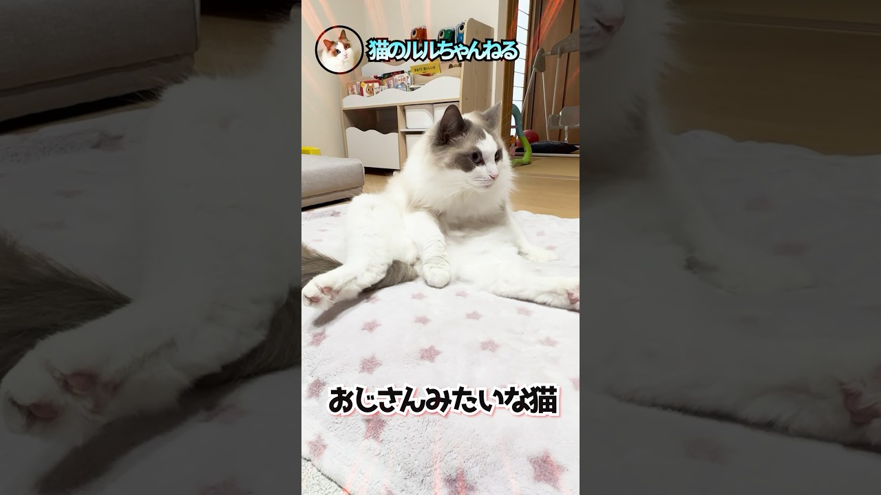 ラグドールの中身もおじさんだった #ラグドール #ragdoll #shorts