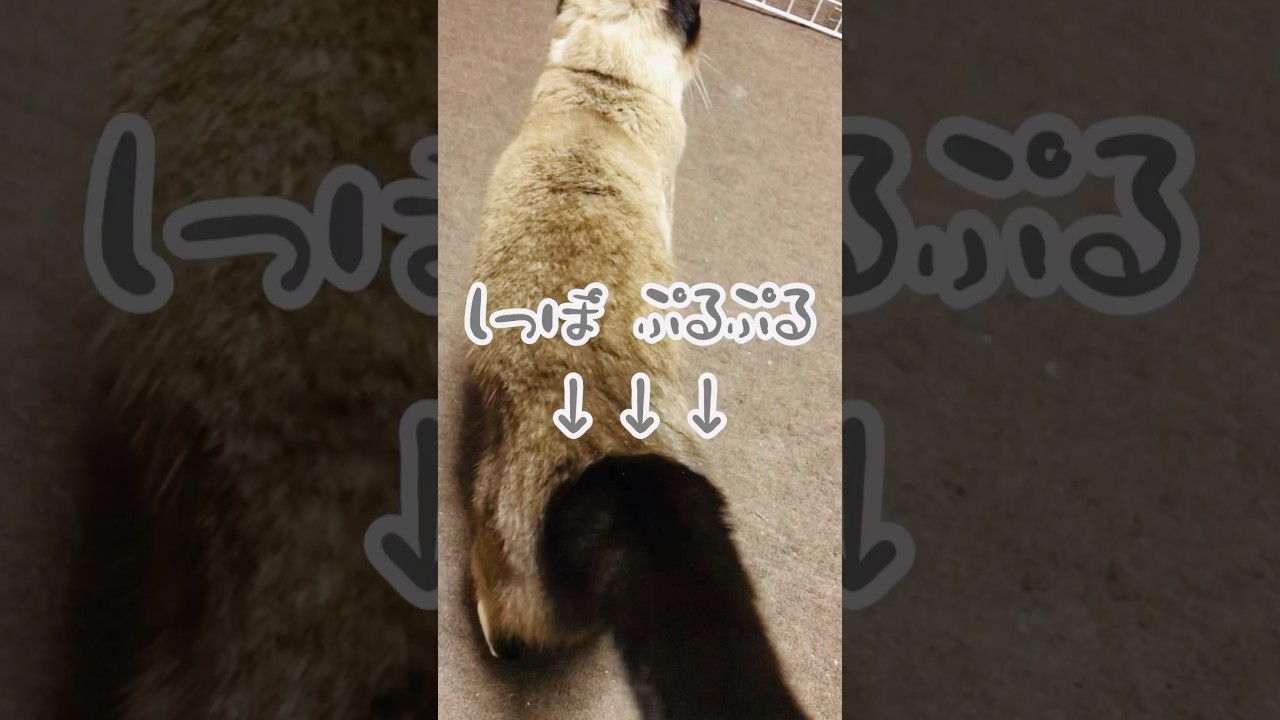 大好き過ぎて尻尾ぷるぷる弟猫😂💕︎【シャムMIX】