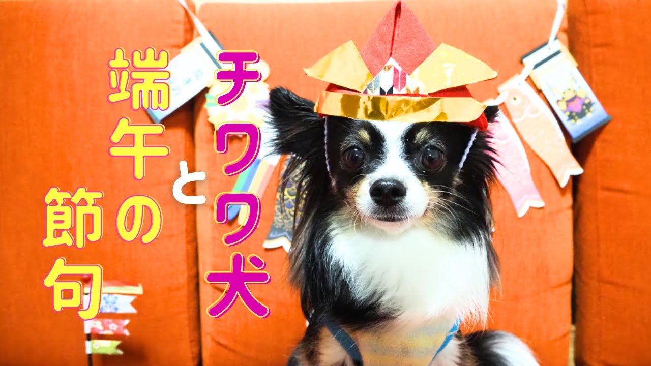 【端午の節句】兜を被って武将姿になってみたチワワ犬