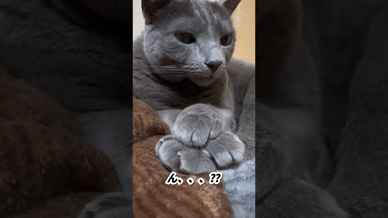 【ロシアンブルー】めろん、重ねたおてて...どうなってるん⁇🤔【猫】#shorts