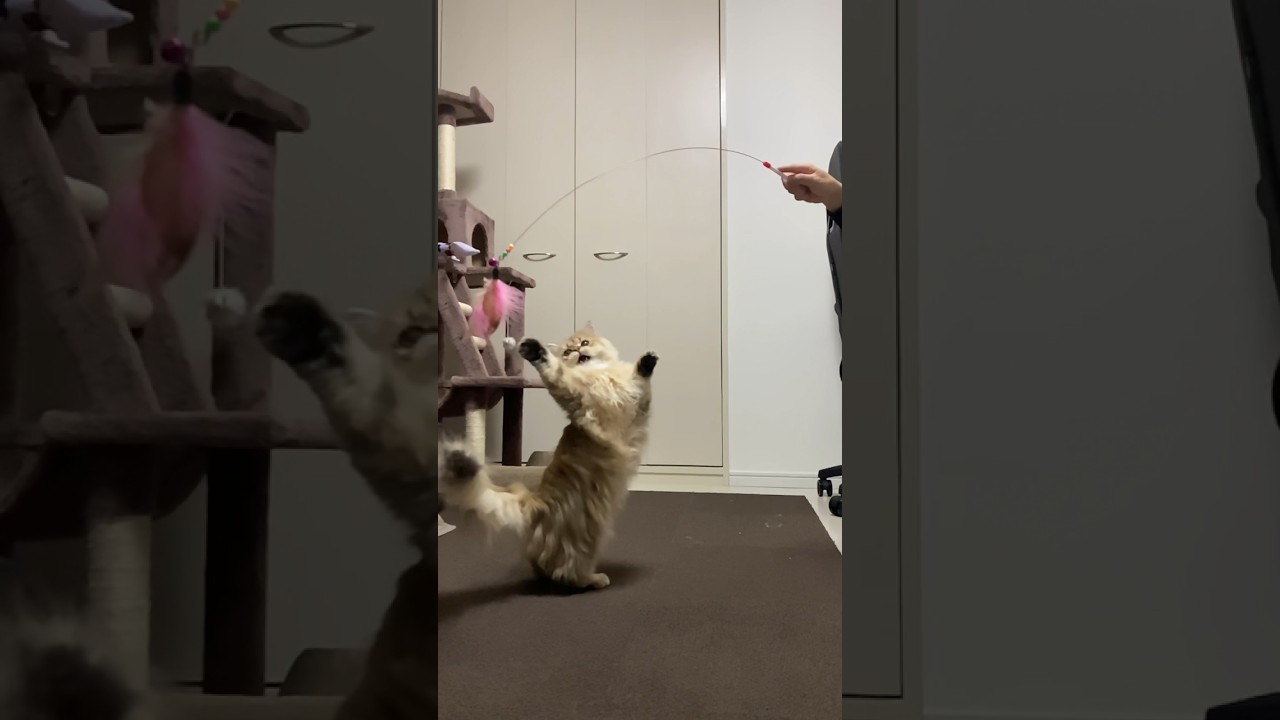 これがペルシャ猫の本気です🐱✨　 #cat #ねこ #ねこのいる生活 #ねこ動画 #ねこ好き #ねこ部 #癒し #かわいい #cute #animals #shorts  #love #pets