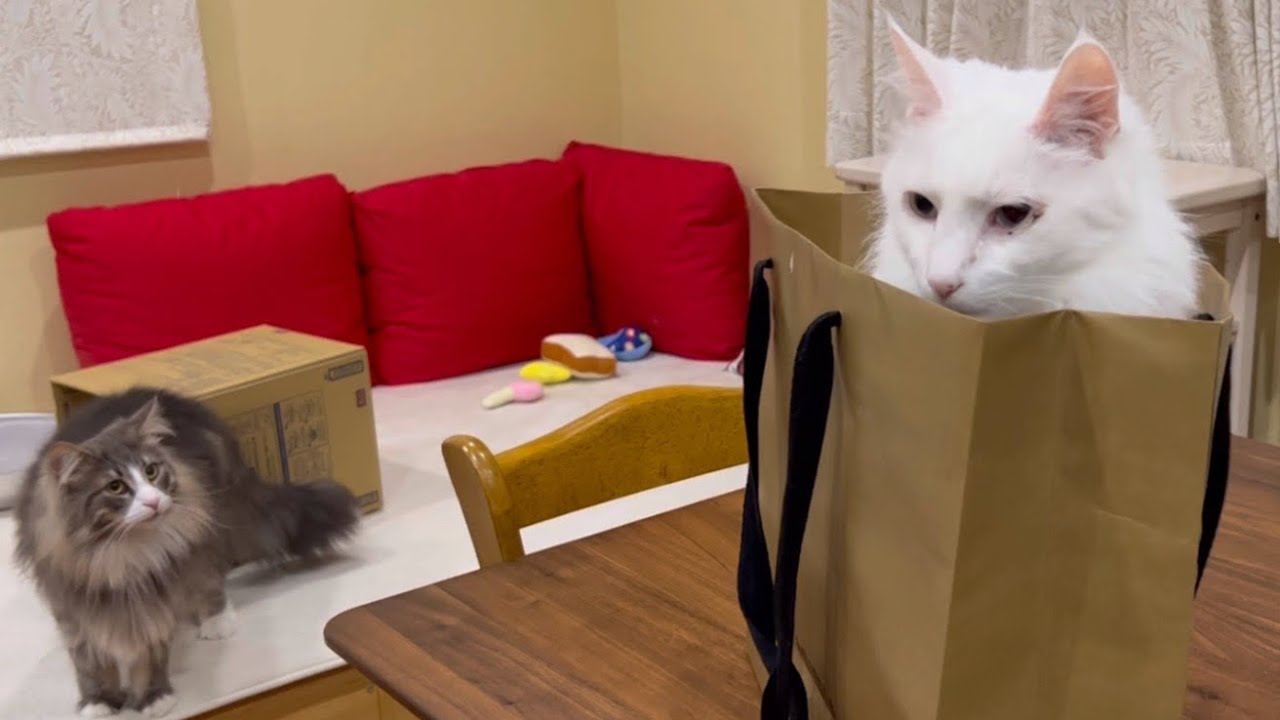 【真似っこ❤︎】ボクも紙袋に入りたいにゃ！！！お兄ちゃんを追い出すノルウェージャンフォレストキャットwww