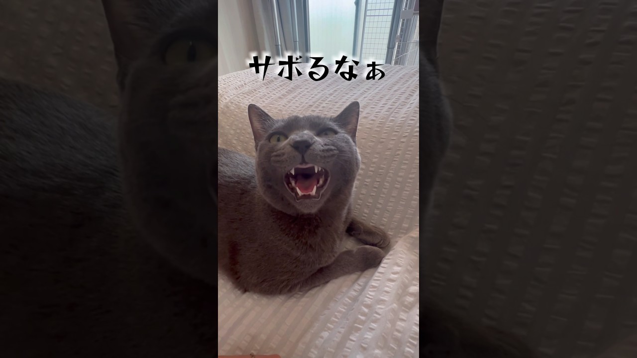 撫でるのサボったらこれwww完全に主従関係ができあがってしまいました。#shorts