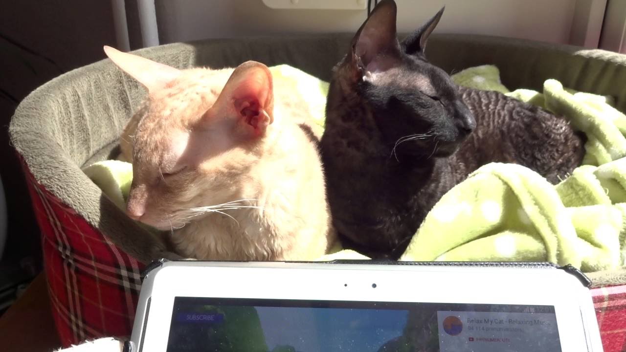 Fan Video - Two Cornish Rex Cats Purring Away to Relax My Cat Music! It Works!