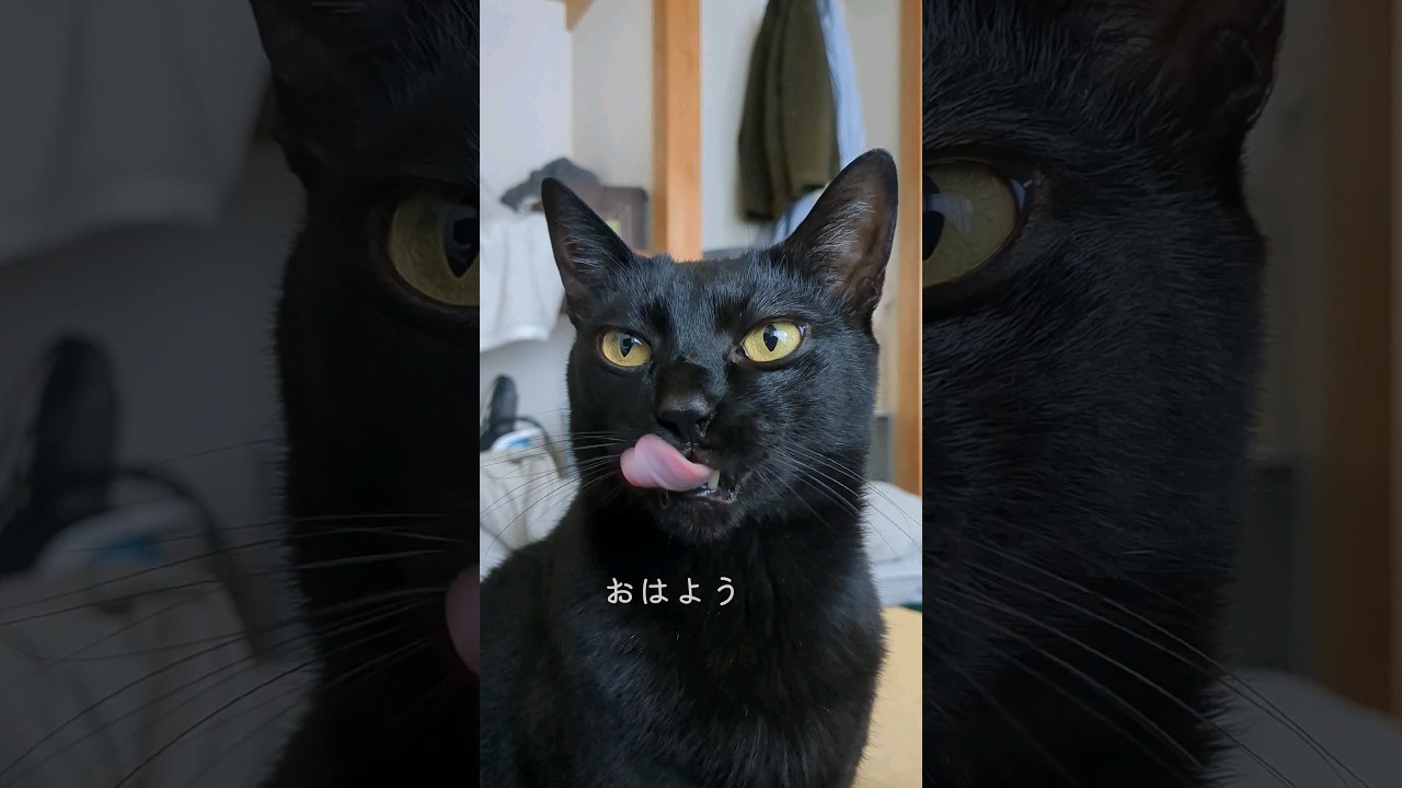 おはようって言ったら全力のあくびで返事をする黒猫
