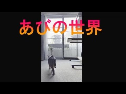 ネコ動画あび＃1509　あびの毎日　アビシニアン　あび