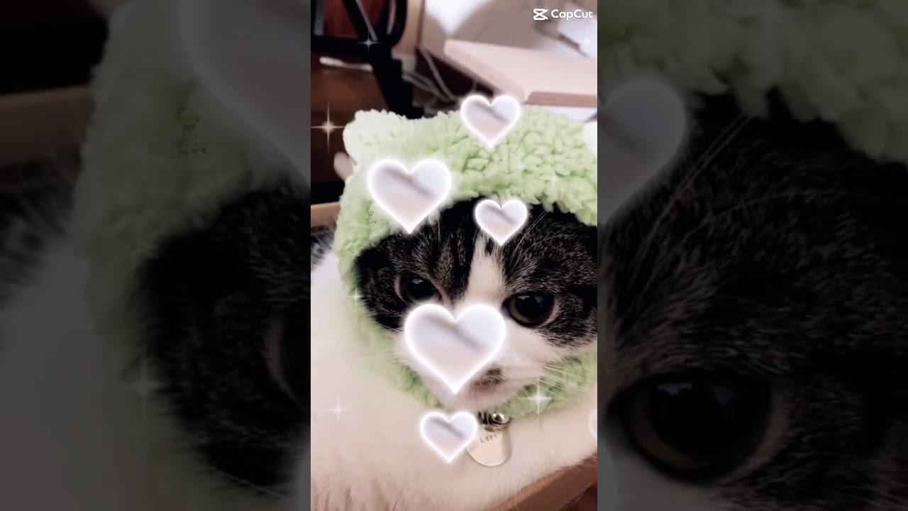 子猫動画マンチカンのラピちゃん かわいいの軌跡 #shorts #ショート #子猫動画 #kitten #cats