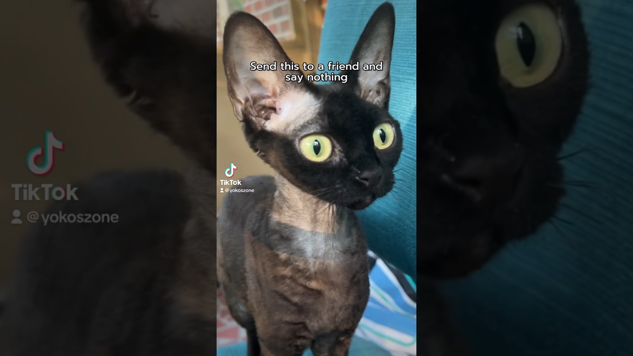 Devon Rex Cat #devonrex #cat #catlover