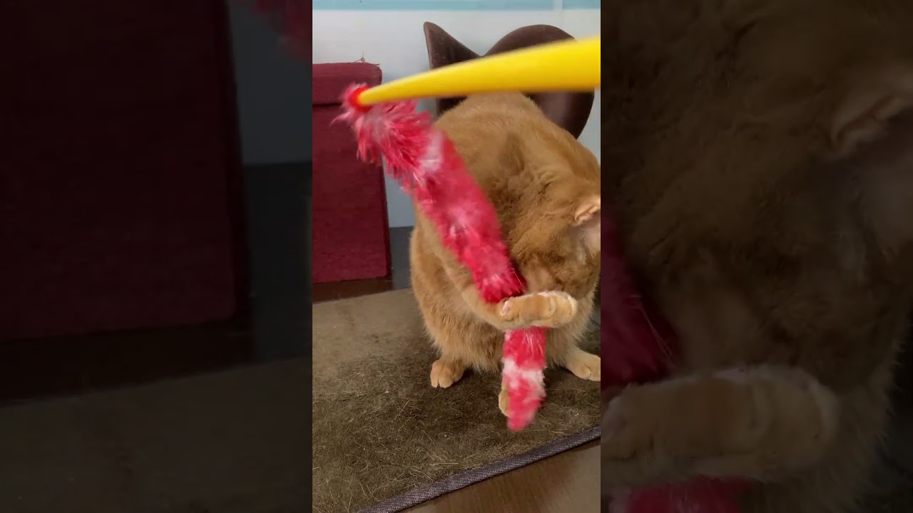 【茶トラ猫】遊ぶ、というよりただ噛みたいジラフ#shorts