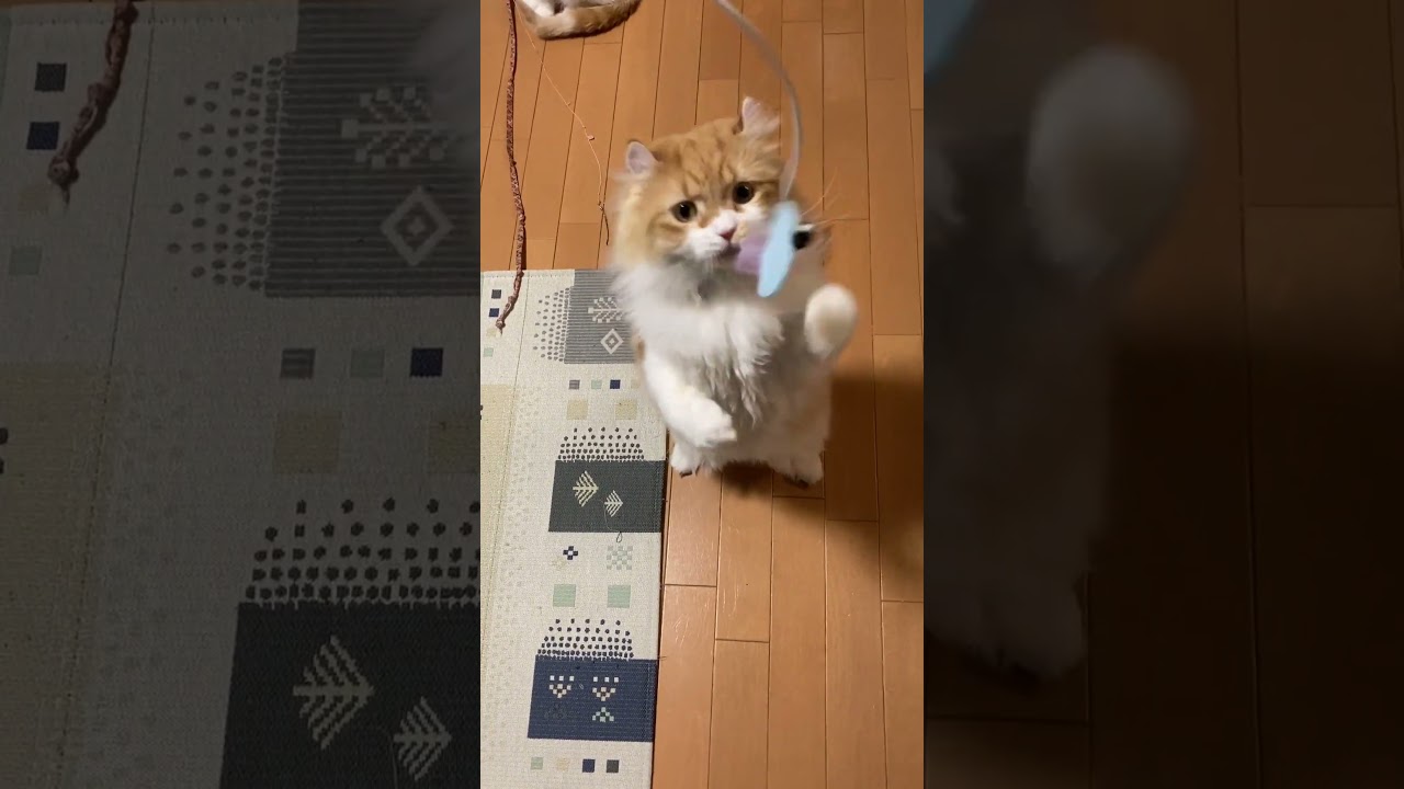 新しいおもちゃ～ねこのきもちふろく #shorts  #猫 #アメリカンカール #cat